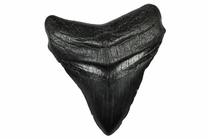 Fossil Megalodon Tooth - South Carolina #332214